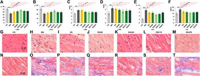 Astragaloside IV promotes pharmacological effect of <mark class="highlighted">Descurainia</mark> sophia seeds on isoproterenol-induced cardiomyopathy in rats by synergistically modulating the myosin motor